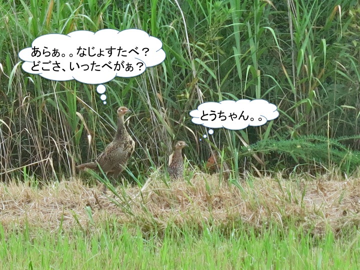ケーン!カムバック!_c0260460_19030096.jpg