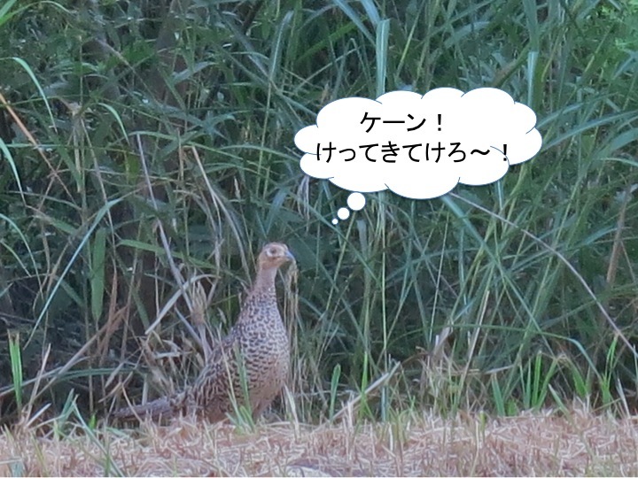 ケーン!カムバック!_c0260460_19165583.jpg