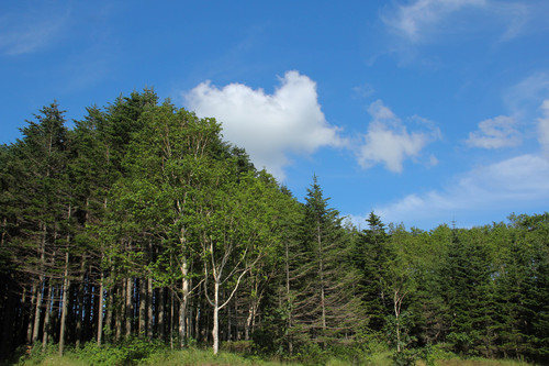 北北海道の短い夏 Ⅱ_b0138661_1512172.jpg