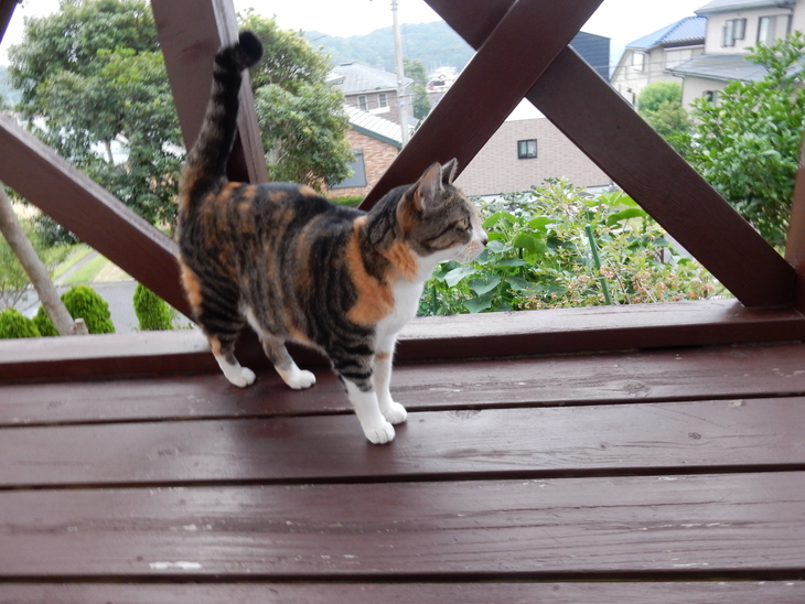 ’15,8,8(土)今日は立秋!涼しい!_f0060461_10475680.jpg