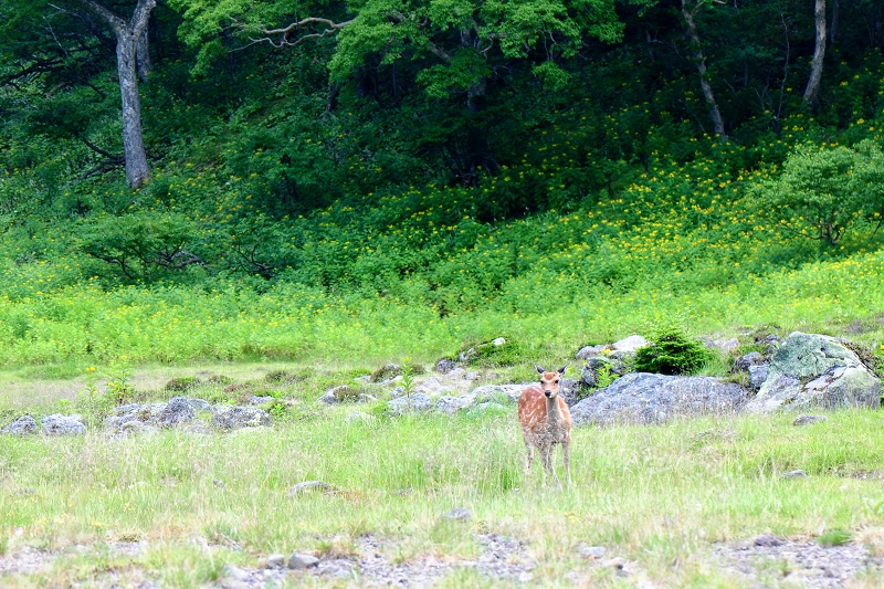 栃木県　日光白根山_b0250470_22451961.jpg