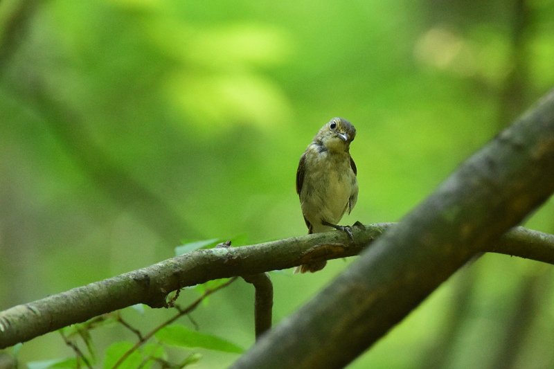 キビタキのファミリー　Ⅱ_f0053272_11491445.jpg