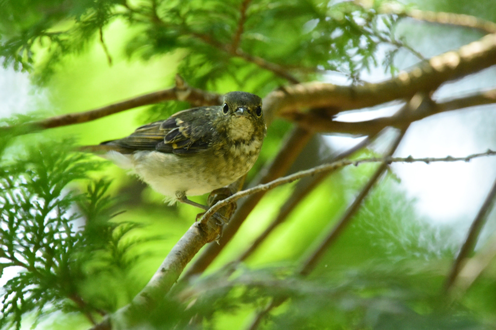 キビタキのファミリー Ⅱ_f0053272_11532115.jpg