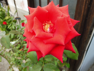 e0046477_63012.jpg