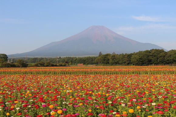 赤富士～夏の花と富士山～富士山人文字_e0338886_22182632.jpg