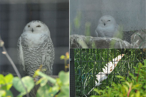 さよならブルートレイン北斗星　またまた札幌への旅　オオカミヒグマ編_a0101905_226021.jpg