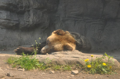 さよならブルートレイン北斗星　またまた札幌への旅　オオカミヒグマ編_a0101905_2283113.jpg