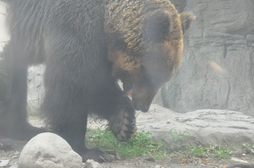 さよならブルートレイン北斗星　またまた札幌への旅　オオカミヒグマ編_a0101905_2291014.jpg