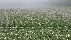 羊蹄山湧水公園からニセコへ_a0177314_23002355.jpg