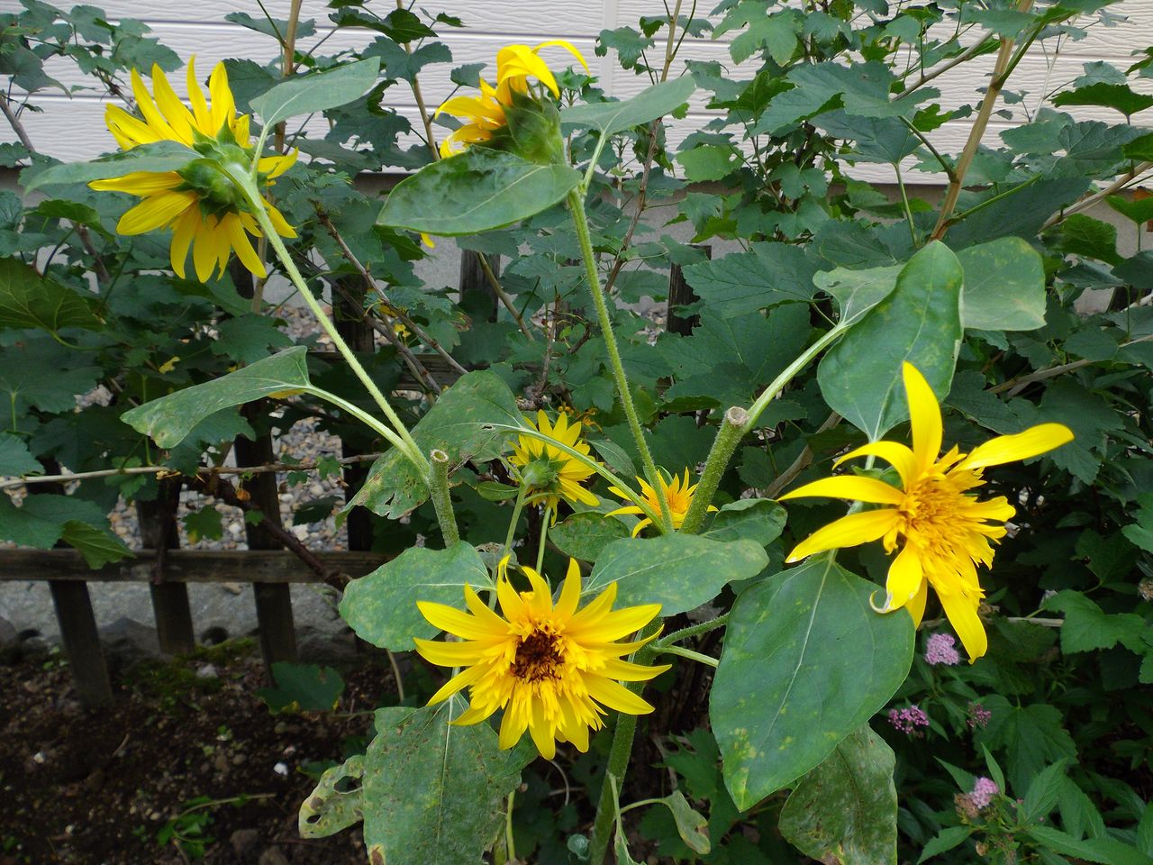 夏のピークは秋の始まり_c0025115_21452339.jpg