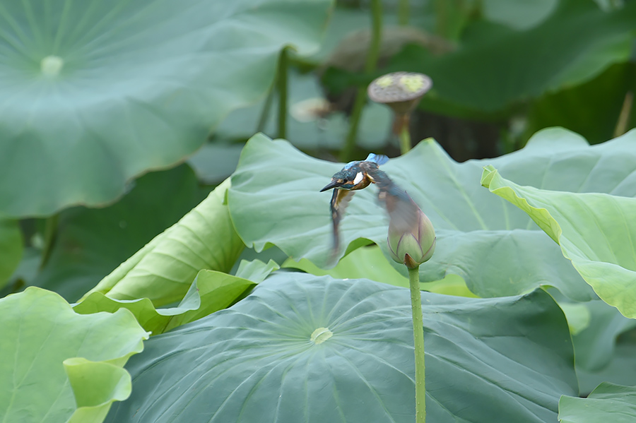 150809 蓮花カワなど_c0278820_18493886.jpg