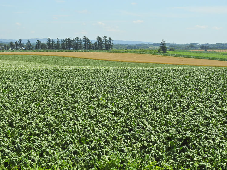 f0116528_2053035.jpg