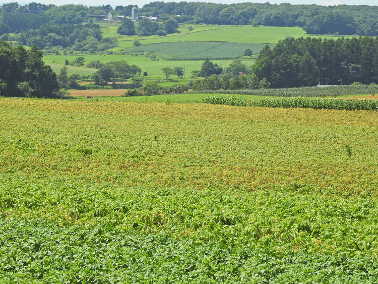 f0116528_2054081.jpg