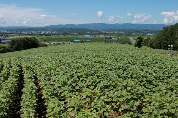 道北の旅　Ⅱ　名寄のひまわり_f0217933_9291215.jpg