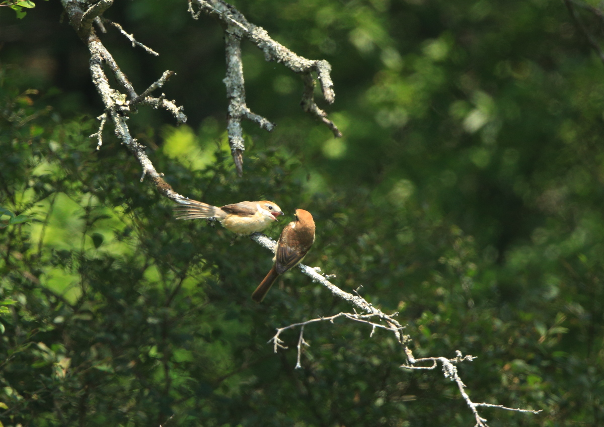 日光の野鳥20150802_c0304040_239790.jpg