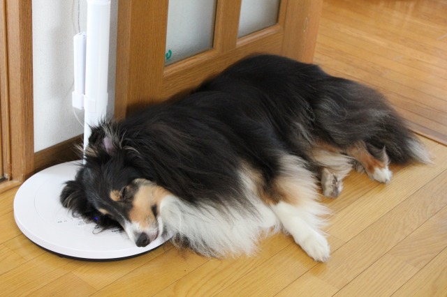 扇風機、使い方あれこれ_e0195743_1001637.jpg