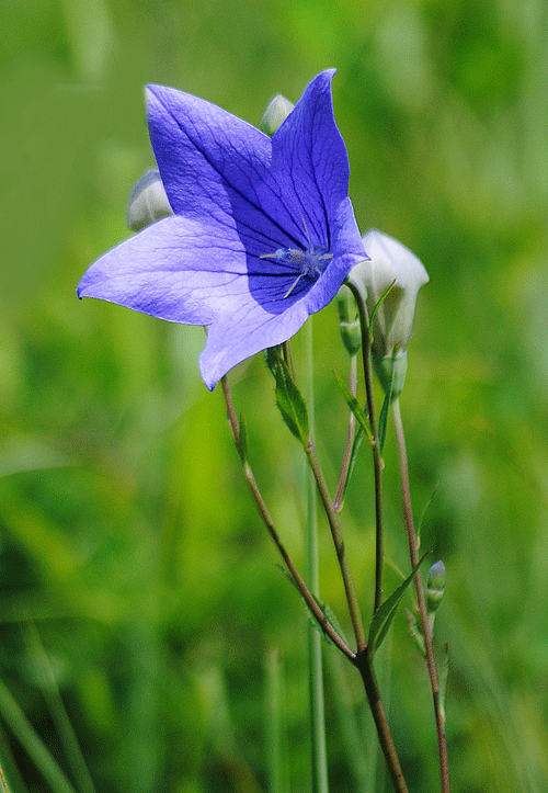 8月9日　榛名山にて 草原の花たち その3_a0001354_20531447.gif