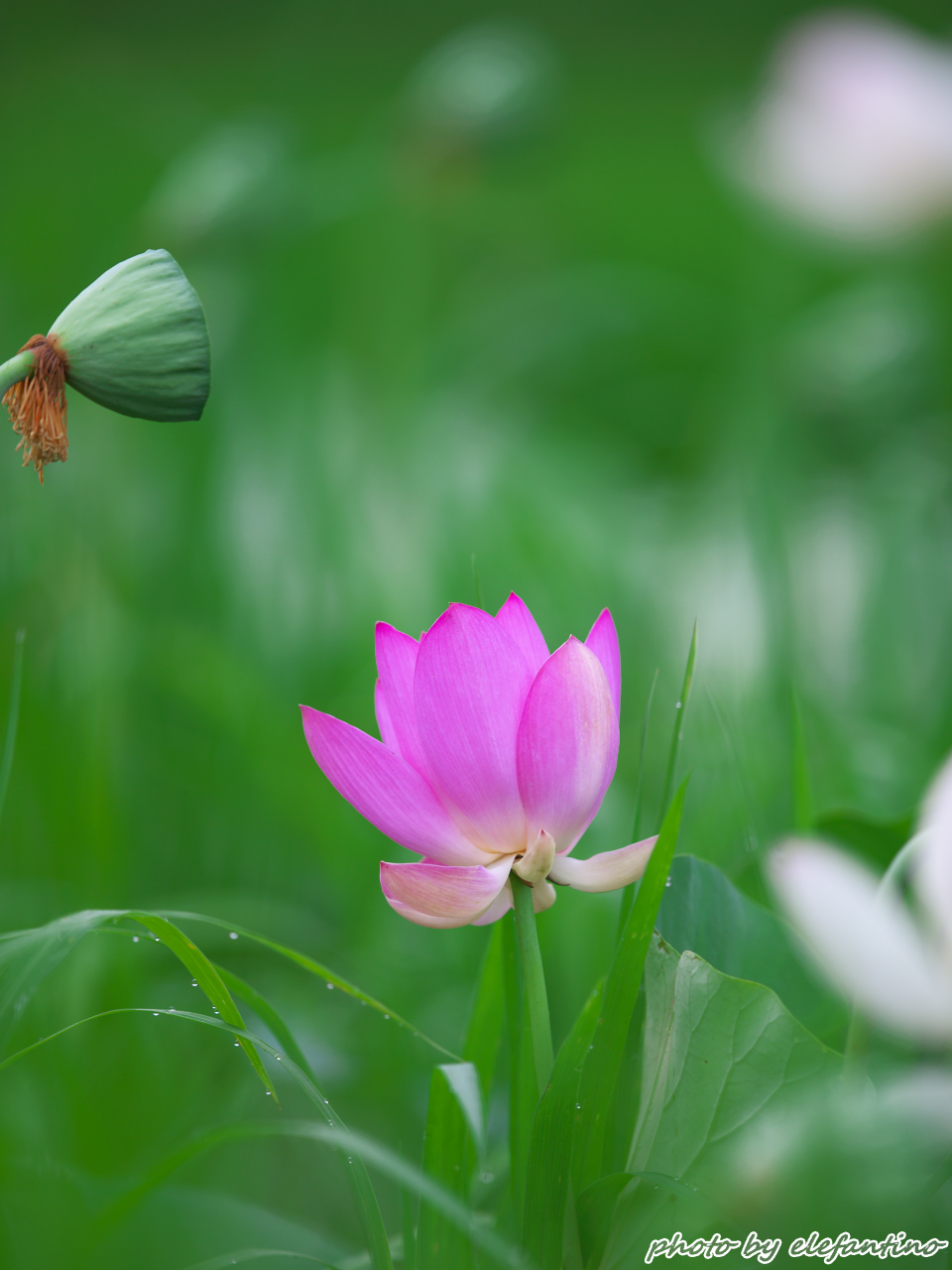 1つだけど綺麗な花が咲きそうだった 趣味写真 1つだけど綺麗な花が咲きそうだった 趣味写真