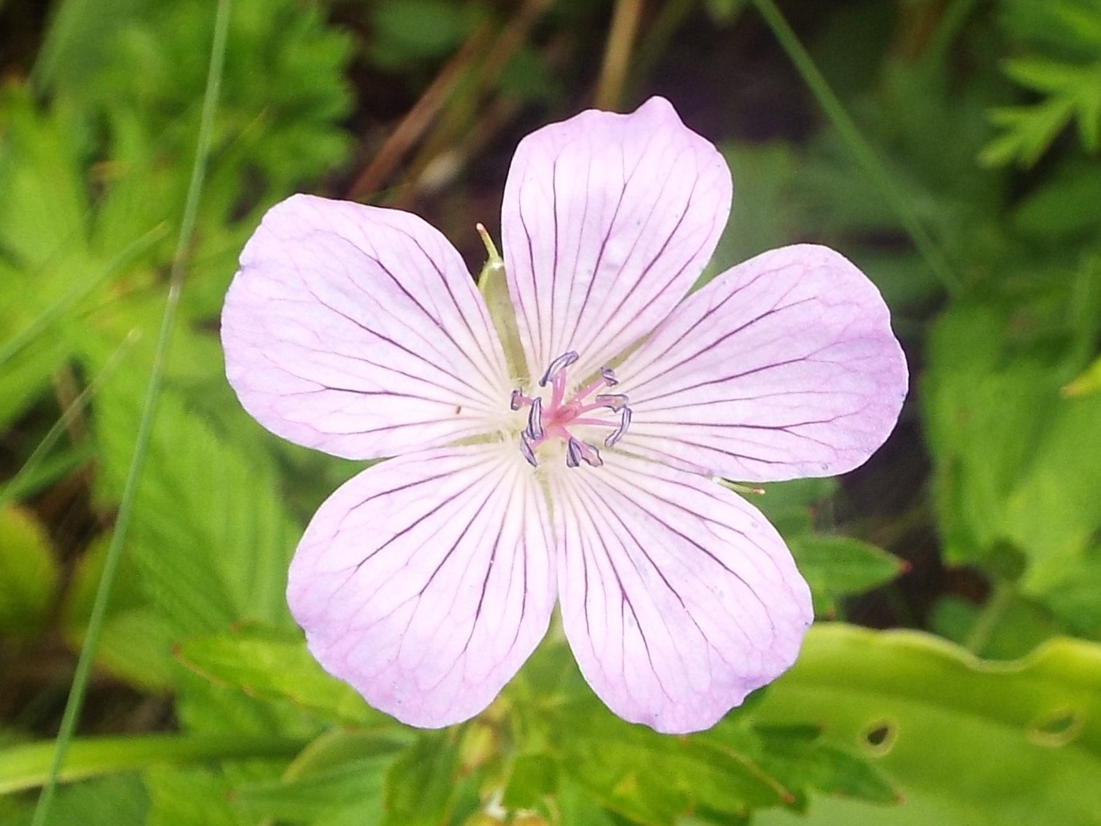 ８月３日　志賀高原・東館山高山植物園_e0145782_1221193.jpg