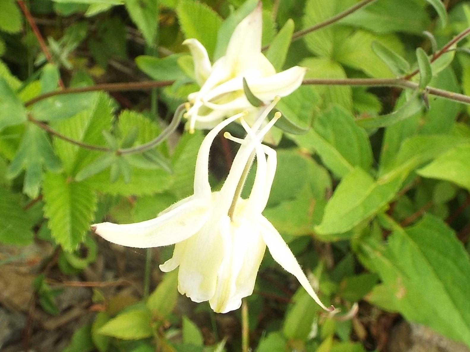 ８月３日　志賀高原・東館山高山植物園_e0145782_1230123.jpg