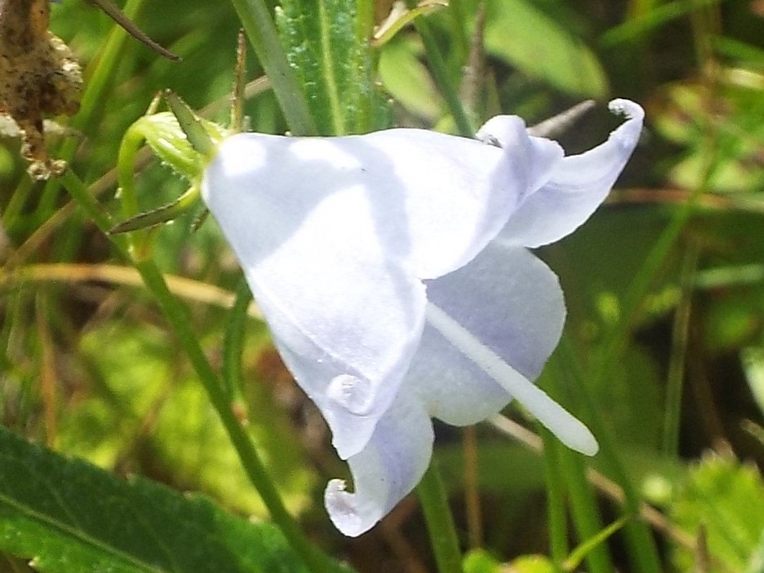 ８月３日　志賀高原・東館山高山植物園_e0145782_12304417.jpg