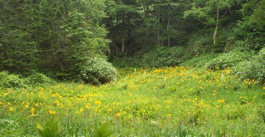 ８月３日　志賀高原・東館山高山植物園_e0145782_12532034.jpg