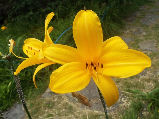 ８月３日　志賀高原・東館山高山植物園_e0145782_12542679.jpg