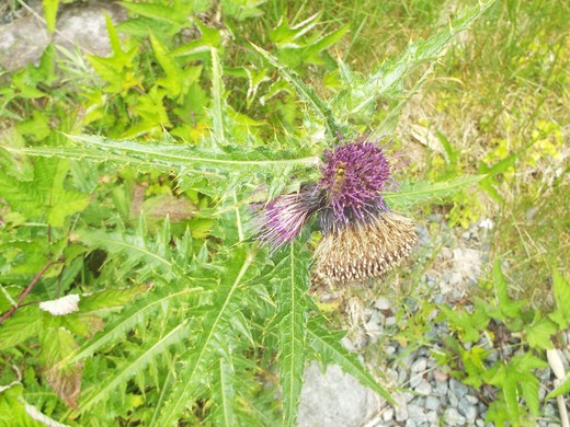 ８月３日　志賀高原・東館山高山植物園_e0145782_12563315.jpg