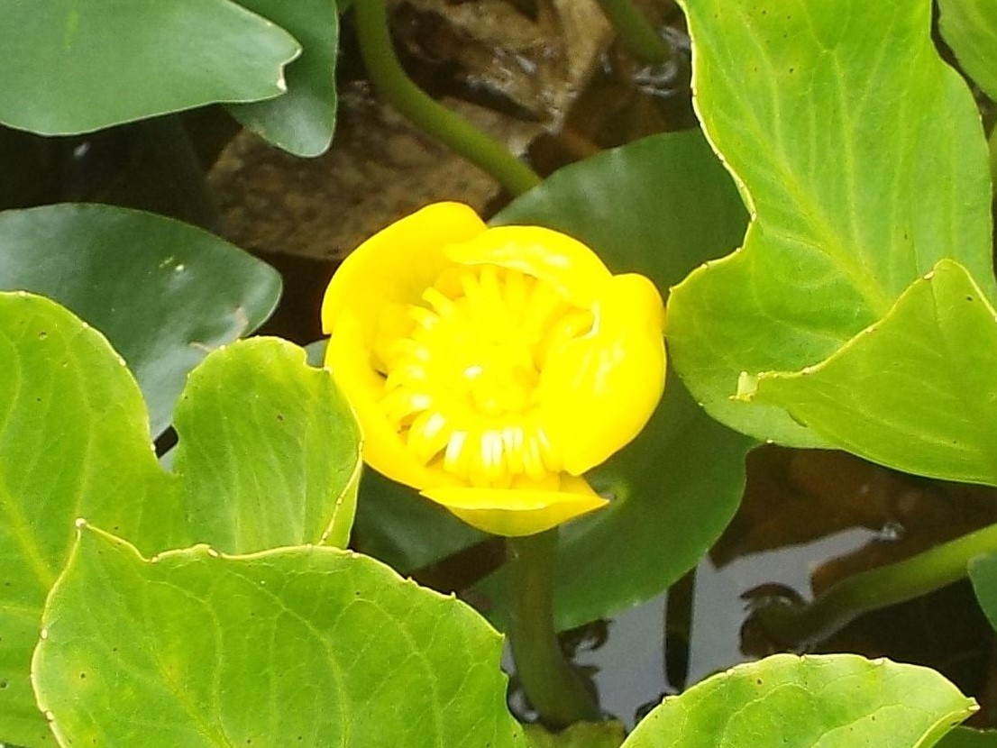 ８月３日　志賀高原・東館山高山植物園_e0145782_1342341.jpg