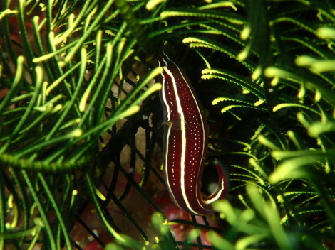 e0115199_16595133.jpg