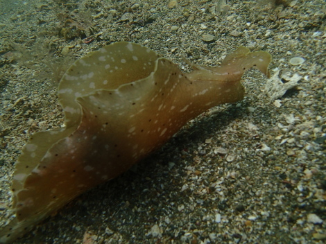e0115199_18260746.jpg