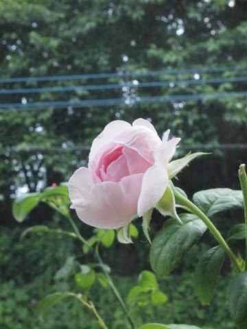 たまには書こう自分の庭　夏バラはじめました♪_b0331802_19070164.jpg