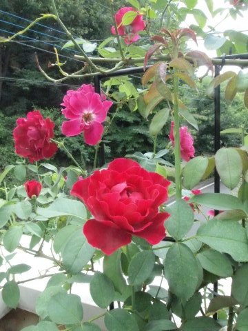 たまには書こう自分の庭　夏バラはじめました♪_b0331802_19070349.jpg