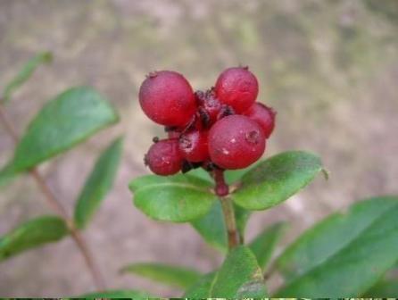 ロニセラ・ペリクリメナム‘セロティナ’Lonicera periclymenum \'Serotina\' _e0255117_17245619.jpg