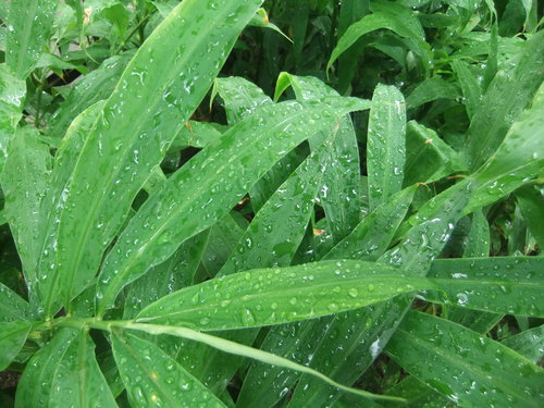 待望の雨は.失望に! 嬉しい商品券!_b0137932_1042861.jpg