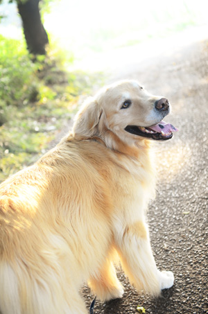 状況を見てのお散歩さん_f0044853_18144082.jpg