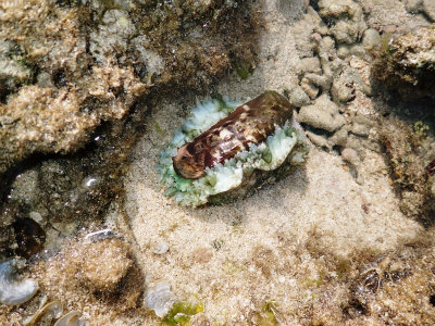 カーミージーの海の海水浴_c0180460_71803.jpg