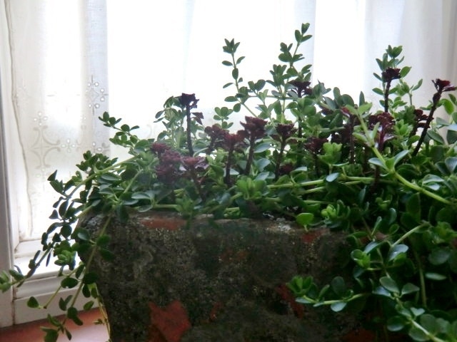a0134568_17540416.jpg