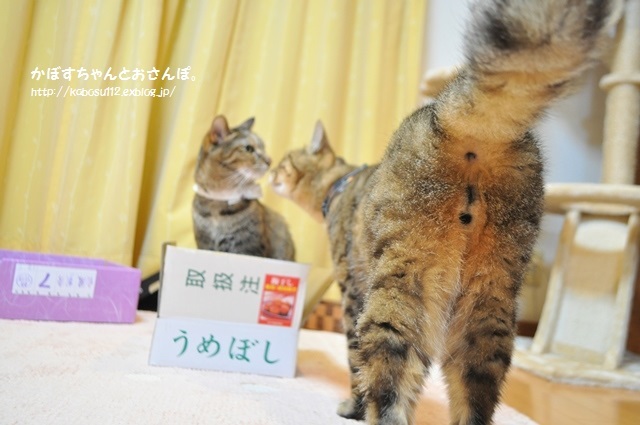 おかえりニャさい_a0126590_09122212.jpg