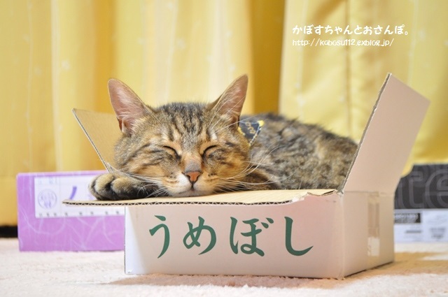 おかえりニャさい_a0126590_09122976.jpg