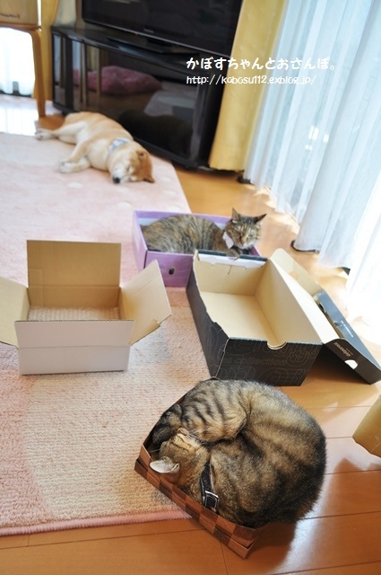 おかえりニャさい_a0126590_09123526.jpg