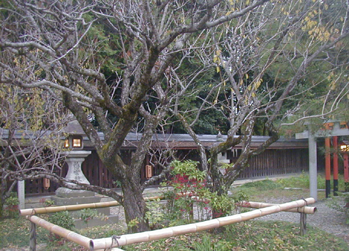 ●神社の造形―梅宮大社の紅白梅_d0053294_282331.jpg