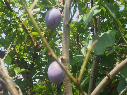 トマト大量収獲(私にとっては大量)(^_^.)_c0280206_19463329.jpg