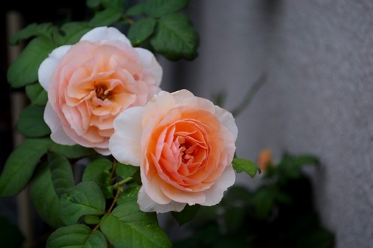d0096422_9372497.jpg
