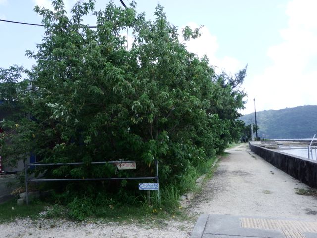 a0254130_10152996.jpg