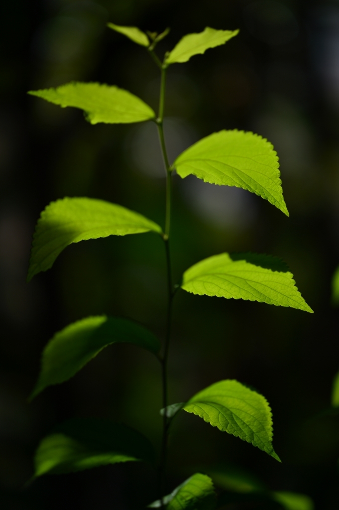 庭の光by Nikon Df+Zeiss Otus85mm_f0050534_10103579.jpg