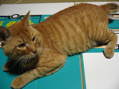 猫のたりくんのしつけ2_f0182936_215447.jpg