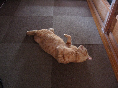 猫のたりくんのしつけ2_f0182936_216227.jpg