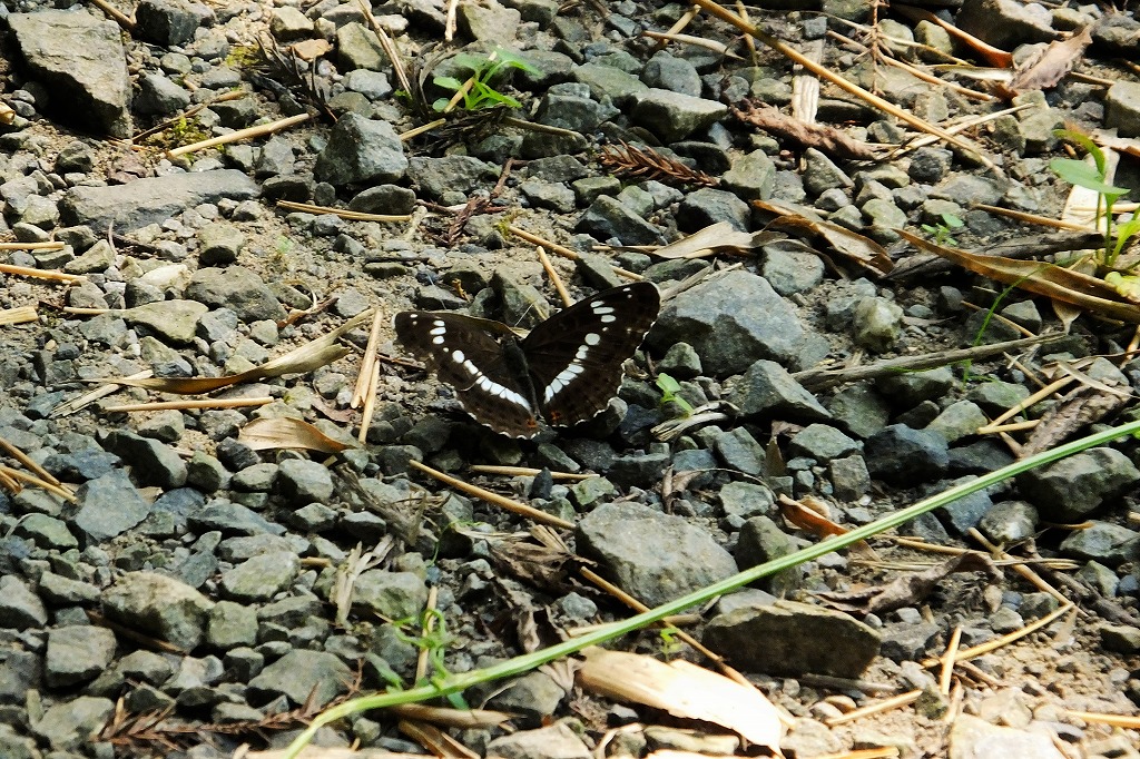 夏の虫いろいろ、花も少し　　　　　　　　　　_b0236251_10434186.jpg