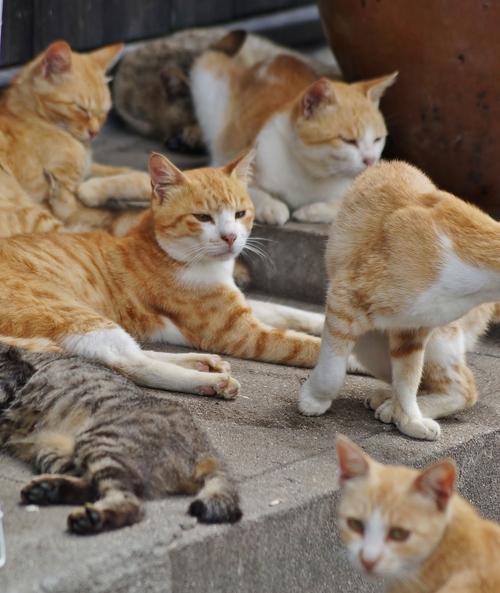 猫の楽園 青島 7 民家の猫たち たんぶーらんの戯言 猫の楽園 青島 7 民家の猫たち たんぶーらんの戯言
